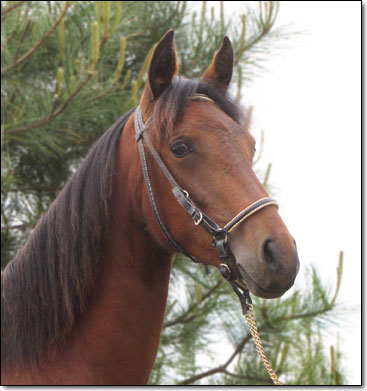 Alegria, Paso Fino Filly head photo.