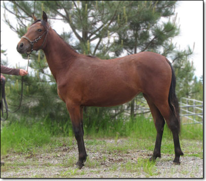 Alegria, Paso Fino Filly.