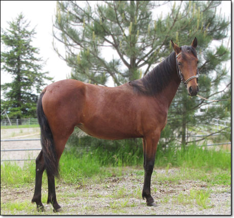 Alegria, Paso Fino Filly.