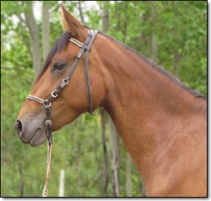 Paso Fino Mare, Westwind's Angelina head photo.
