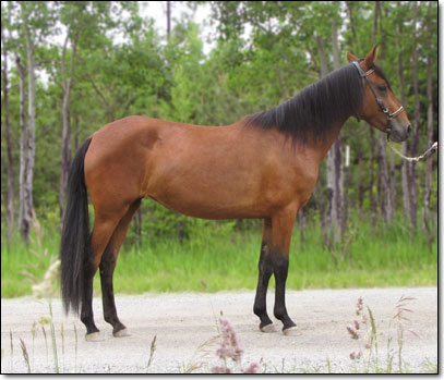 Paso Fino Mare, Westwind's Angelina.