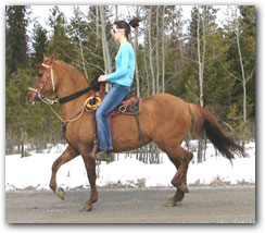 Ariel - Paso fino Gelding