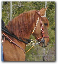 Paso Fino Gelding - Ariel