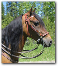 Artillero Paso Fino Gelding