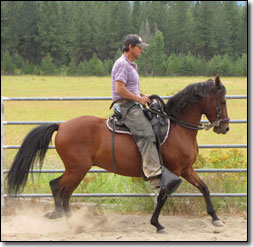 Paso Fino Gelding, Bondadoso under saddle.