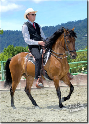 Paso Fino, Rodino's Bondadoso under saddle.
