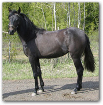 Cabriola Classica, a Paso FIno Filly with great Fino possibilities.