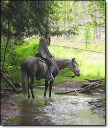 Cabriola Classica - Paso Fino Mare under saddle going through creek on trail.