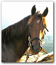 Cacique's head photo.