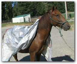 Paso Fino Gelding "Cacique" with silver tarp on his back.