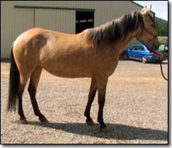 Calidos Ojos de Dictador, Paso Fino Mare at halter.