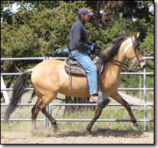 Paso Fino Mare, Calidos Ojos de Dictador at largo.