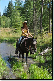 4 year old Paso Fino Gelding, Cauchera, walking through water.