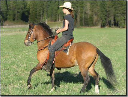 Paso Fino Gelding Caudal being ridden in field in the springtime.