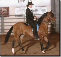 Paso Fino Gelding, Caudal de la Caridad being ridden in show.