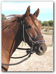 Paso Fino gelding Cielo Grande Valor head picture.