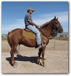 Paso Fino gelding Cielo Grande Valor under saddle.