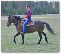 Bay Paso Fino Mare Flying M Cocoa