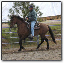 Flying M Colorado - Paso Fino gelding being ridden in arena.