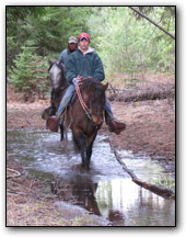 Paso Fino gelding, Flying M Colorado, being ridden through water on trail.
