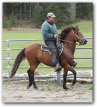 Cancionero de Contrallano, 9 year old Paso Fino Gelding