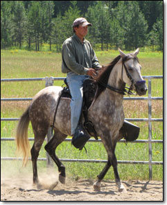 Culebra under saddle in outdoor riding arena.