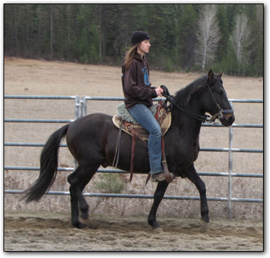 Paso Fino Gelding, Westwind's Dali, under saddle in outdoor arena.