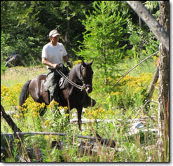 Paso Fino Gelding, Westwind's Dali on Trail.