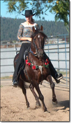 Paso Fino Stallion, "Dictador" under saddle.