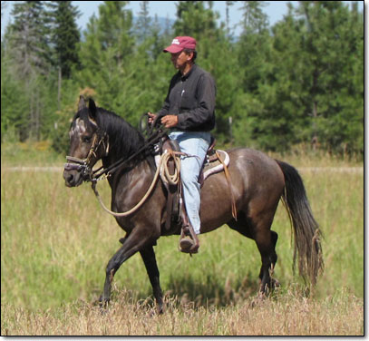 Easy, a 3 year old Paso Fino Gelding being ridden in field.