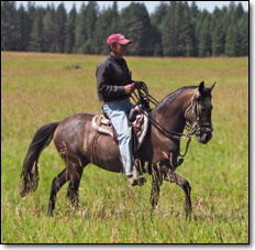 3 year old Paso Fino Gelding, Easy.