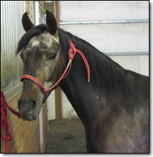Head photo of Easy, a Paso Fino Gelding.