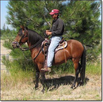 Paso Fino Stallion, Westwind's Echo, standing in halter - summer 2011.