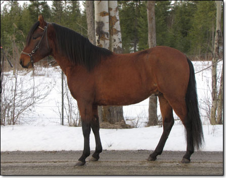 Paso Fino Stallion, Westwind's Echo, standing in halter.