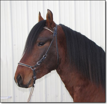 Westwind's Echo, Paso Fino Stallion. 