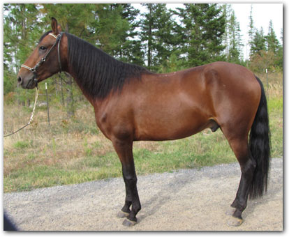 Westwind's El Rescatado - Paso Fino Stallion