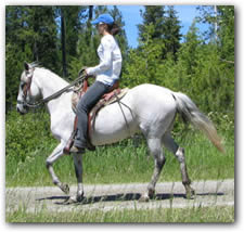 Elegancia, 9 year old Paso Fino Mare under saddle.
