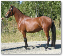 Enchilada is a 3 year old Paso Fino Gelding ready to be started under saddle.