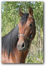 Paso Fino Gelding "Enchilada" head picture.