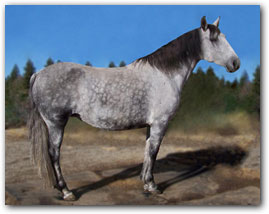 Flying M Esperanza, Paso Fino Broodmare.