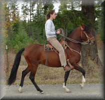 Paso Fino Gelding "Festival Castellano".