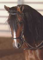 Festival Castellano in Paso Fino Show.