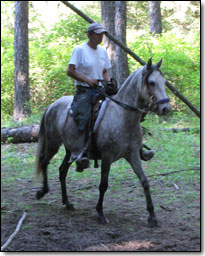 Flying M Cacique, Paso Fino Gelding under saddle on trail.