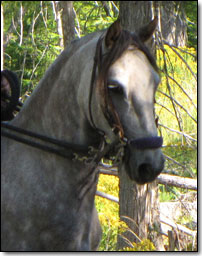 Flying M Cacique head picture.