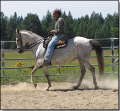 Paso Fino geldiing, Gran Commission being ridden in outdoor arena.