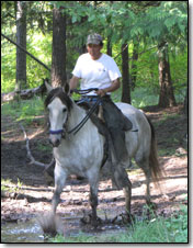 Paso fino gelding, Gran Commission under saddle on trail.