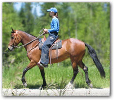 Rebelita, 11 year old Paso Fino Mare.