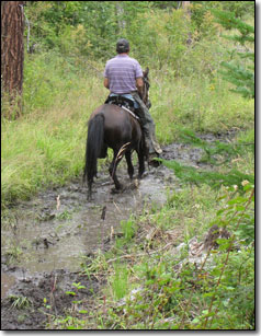 Paso Fino Mare, Josephina de Tomaria being ridden through water.