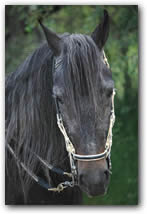 Lucero del Classico head picture.