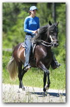 Lucero del Classico - Paso fino Gelding under saddle.